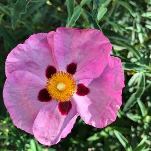 Meet your Posher, Leta